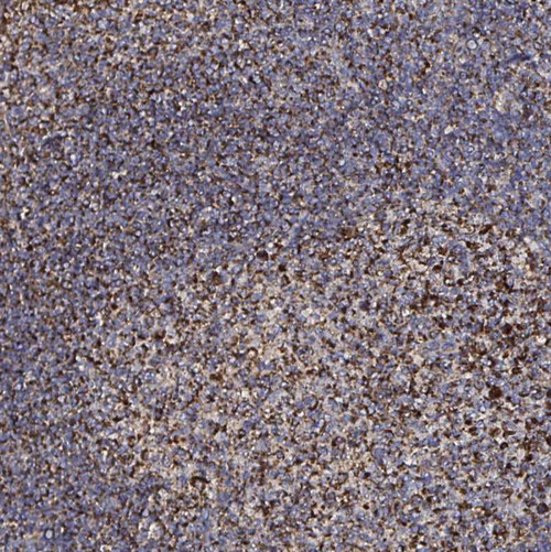 Immunohistochemical staining of human tonsil shows strong granular cytoplasmic positivity in lymphoid cells.