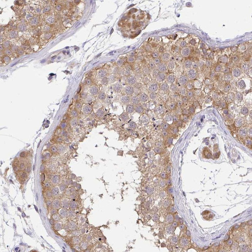 Immunohistochemical staining of human testis shows moderate cytoplasmic positivity in cells in seminiferus ducts and Leydig cells.