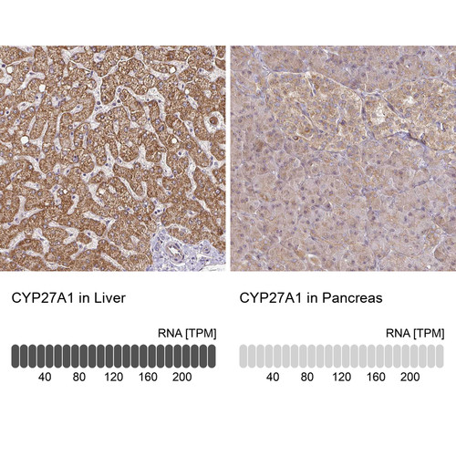 Immunohistochemistry analysis in human liver and pancreas tissues using HPA059155 antibody. Corresponding CYP27A1 RNA-seq data are presented for the same tissues.