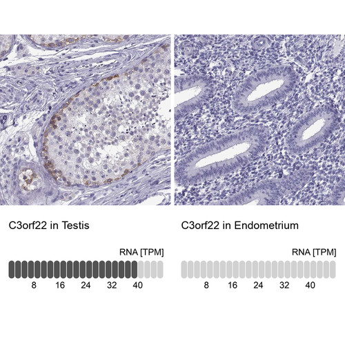 Immunohistochemistry analysis in human testis and endometrium tissues using Anti-C3orf22 antibody. Corresponding C3orf22 RNA-seq data are presented for the same tissues.