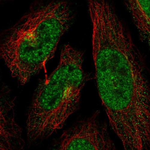Immunofluorescent staining of human cell line HeLa shows localization to nuclear speckles & the Golgi apparatus.