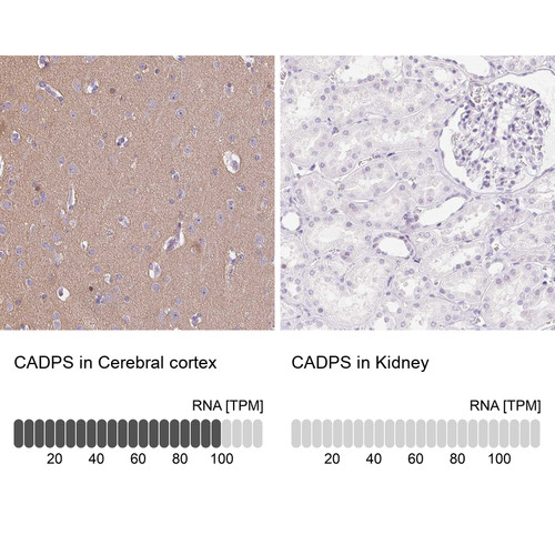 Immunohistochemistry analysis in human cerebral cortex and kidney tissues using Anti-CADPS antibody. Corresponding CADPS RNA-seq data are presented for the same tissues.
