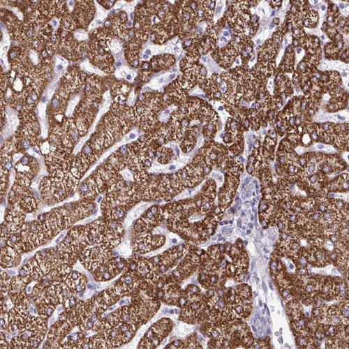 Immunohistochemical staining of human liver shows strong cytoplasmic positivity in hepatocytes.
