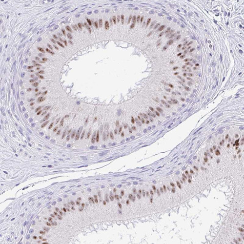Immunohistochemical staining of human epididymis shows moderate nuclear positivity.