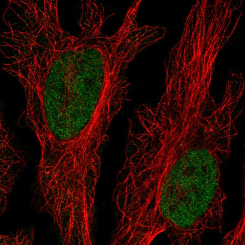 Immunofluorescent staining of human cell line HeLa shows localization to nucleoplasm.