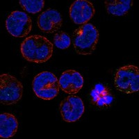 Immunofluorescent staining of human cell line K-562 shows localization to vesicles.