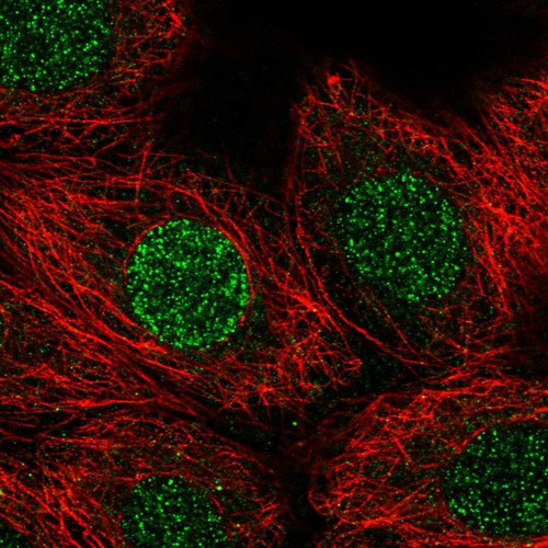 Immunofluorescent staining of human cell line MCF7 shows localization to nucleoplasm.