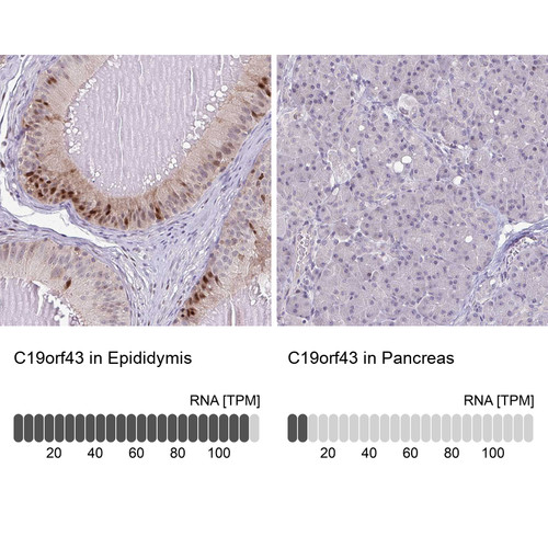 Immunohistochemistry analysis in human epididymis and pancreas tissues using HPA059965 antibody. Corresponding C19orf43 RNA-seq data are presented for the same tissues.
