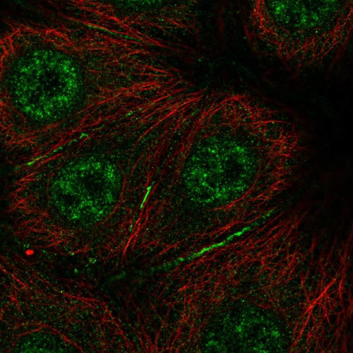 Immunofluorescent staining of human cell line MCF7 shows localization to nuclear speckles & cell junctions.
