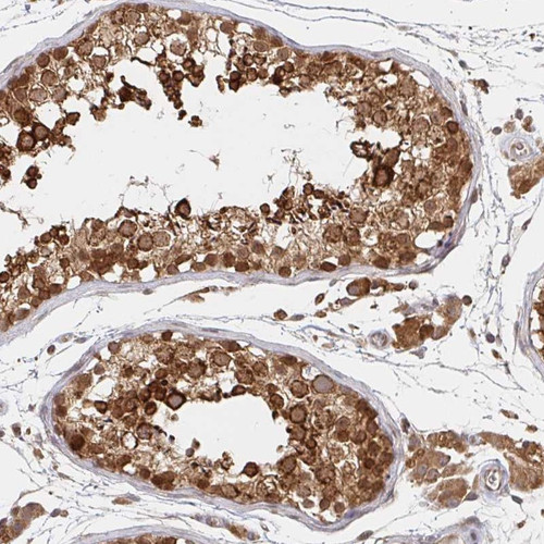 Immunohistochemical staining of human testis shows strong cytoplasmic positivity in cells in seminiferus ducts, Leydig cells shows moderate staining.