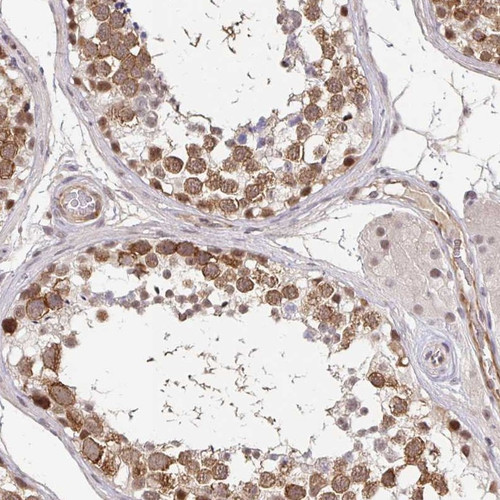 Immunohistochemical staining of human testis shows moderate cytoplasmic and nuclear positivity in cells in seminiferus ducts.