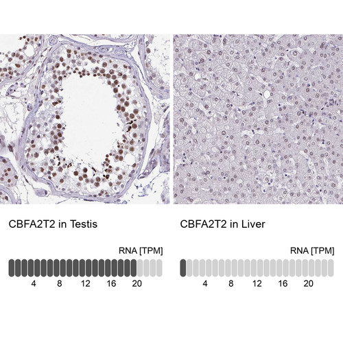 Immunohistochemistry analysis in human testis and liver tissues using Anti-CBFA2T2 antibody. Corresponding CBFA2T2 RNA-seq data are presented for the same tissues.