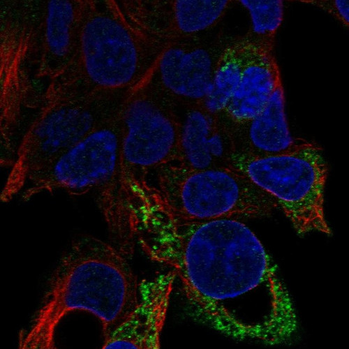 Immunofluorescent staining of human cell line Hep G2 shows localization to mitochondria.