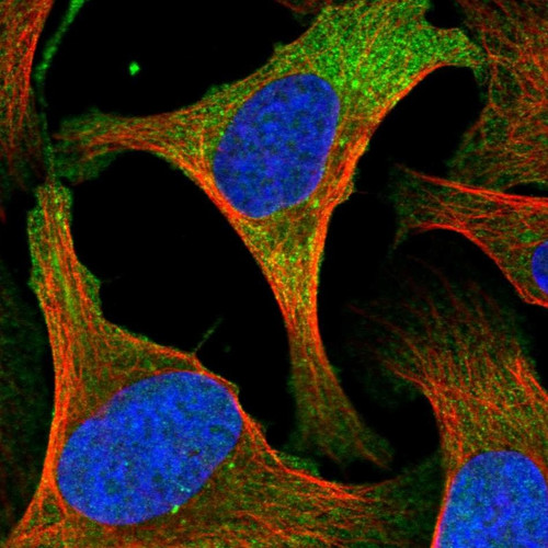 Immunofluorescent staining of human cell line U-2 OS shows localization to plasma membrane & cytosol.