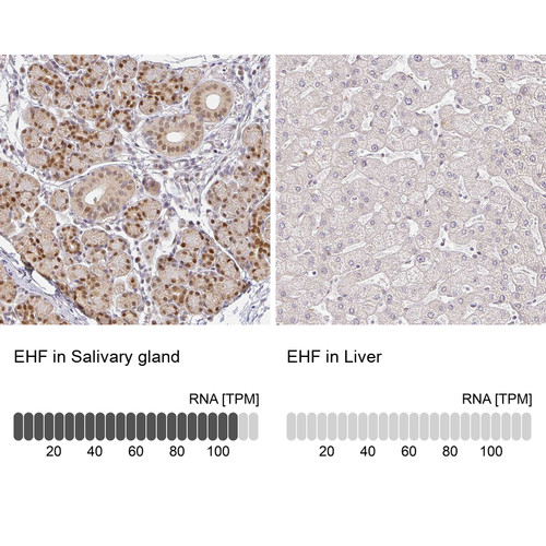 Immunohistochemistry analysis in human salivary gland and liver tissues using HPA060734 antibody. Corresponding EHF RNA-seq data are presented for the same tissues.