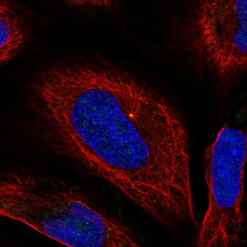 Immunofluorescent staining of human cell line U-2 OS shows localization to centrosome.
