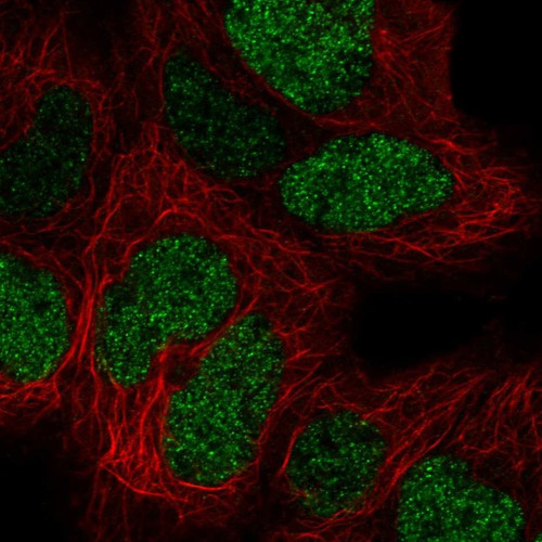 Immunofluorescent staining of human cell line HEK 293 shows localization to nucleoplasm.