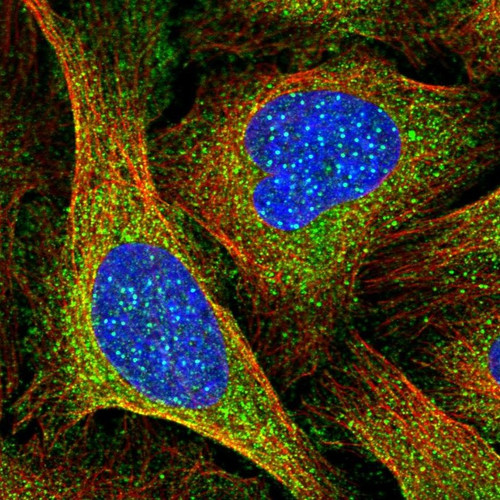 Immunofluorescent staining of human cell line U-2 OS shows localization to nuclear bodies & cytosol.
