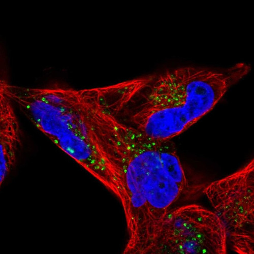 Immunofluorescent staining of human cell line RH-30 shows localization to vesicles.