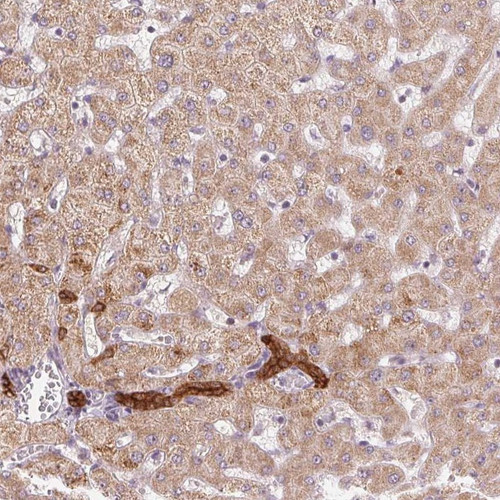 Immunohistochemical staining of human liver shows moderate cytoplasmic positivity in hepatocytes and strong cytoplasmic and nuclear positivity in bile duct cells.