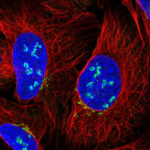 Immunofluorescent staining of human cell line U-2 OS shows localization to nucleoli & the Golgi apparatus.
