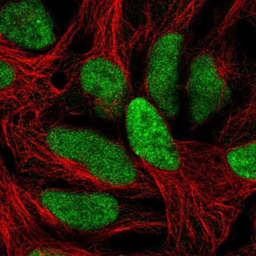Immunofluorescent staining of human cell line HEK 293 shows localization to nucleus.