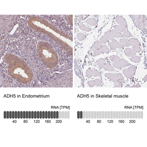 Immunohistochemistry analysis in human endometrium and skeletal muscle tissues using HPA061919 antibody. Corresponding ADH5 RNA-seq data are presented for the same tissues.