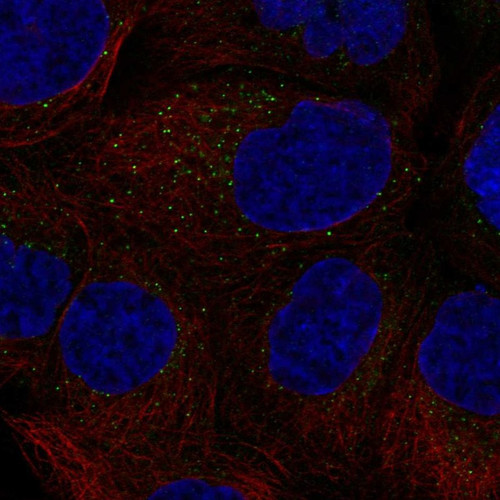Immunofluorescent staining of human cell line A-431 shows localization to vesicles.