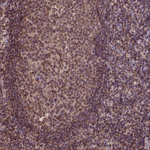 Immunohistochemical staining of human tonsil shows moderate nuclear positivity in germinal center cells and non-germinal center cells.