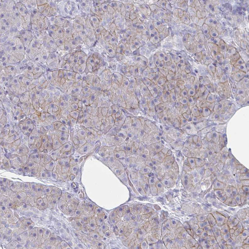 Immunohistochemical staining of human pancreas shows moderate membranous positivity in exocrine glandular cells.