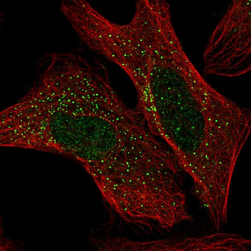 Immunofluorescent staining of human cell line U-2 OS shows localization to nucleus & vesicles.