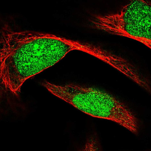 Immunofluorescent staining of human cell line U-2 OS shows localization to nucleus.