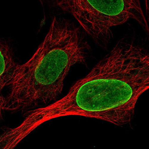 Immunofluorescent staining of human cell line U-2 OS shows localization to nucleoplasm & nuclear membrane.