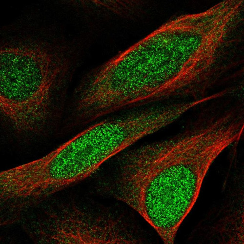 Immunofluorescent staining of human cell line U-2 OS shows localization to nucleus & cytosol.