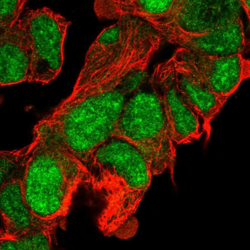 Immunofluorescent staining of human cell line HEK 293 shows localization to nucleus.