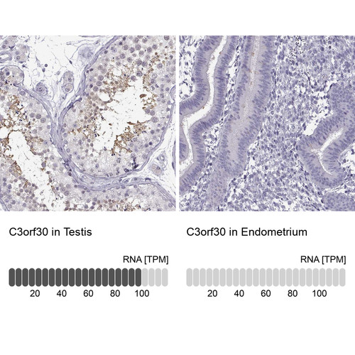 Immunohistochemistry analysis in human testis and endometrium tissues using Anti-C3orf30 antibody. Corresponding C3orf30 RNA-seq data are presented for the same tissues.
