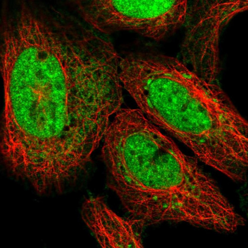 Immunofluorescent staining of human cell line U-2 OS shows localization to nucleoplasm & mitochondria.