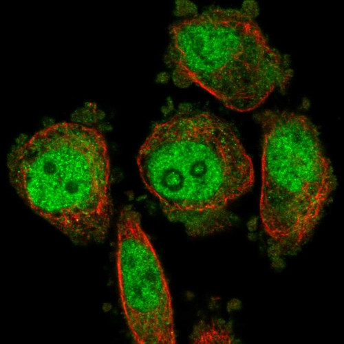 Immunofluorescent staining of human cell line PC-3 shows localization to nucleoplasm & cytosol.
