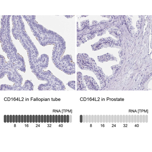 Immunohistochemistry analysis in human fallopian tube and prostate tissues using Anti-CD164L2 antibody. Corresponding CD164L2 RNA-seq data are presented for the same tissues.