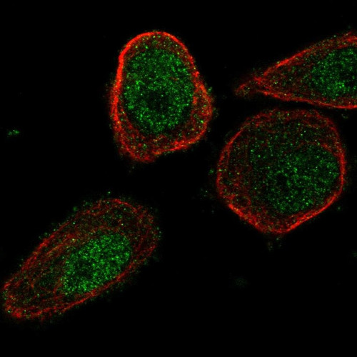 Immunofluorescent staining of human cell line PC-3 shows localization to nucleoplasm & cytosol.