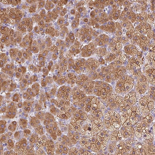 Immunohistochemical staining of human adrenal gland shows strong cytoplasmic positivity in glandular cells.