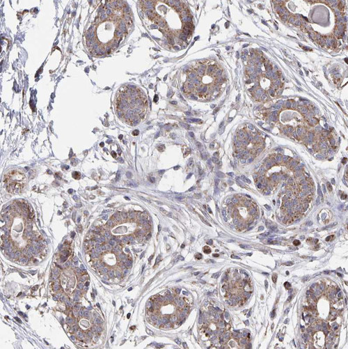 Immunohistochemical staining of human breast shows moderate positivity in cytoplasm in glandular cells.