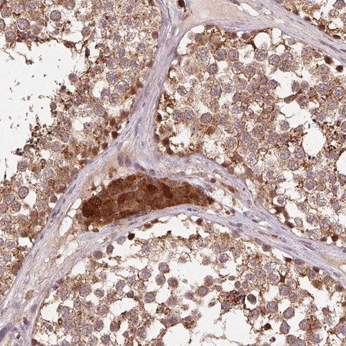 Immunohistochemical staining of human testis shows moderate cytoplasmic positivity in cells in seminiferous ducts, Leydig cells were strongly stained.