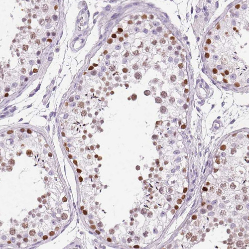 Immunohistochemical staining of human Testis shows moderate nuclear positivity in cells in seminiferous ducts.