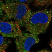 Immunofluorescent staining of human cell line U-2 OS shows localization to plasma membrane & cytosol.