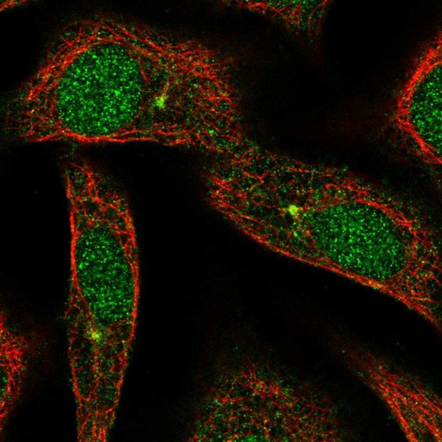 Immunofluorescent staining of human cell line A549 shows localization to nucleus & centrosome.