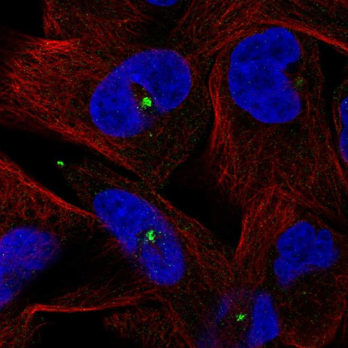 Immunofluorescent staining of human cell line RH-30 shows localization to centrosome.