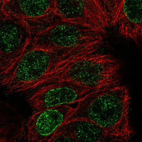 Immunofluorescent staining of human cell line MCF7 shows localization to nucleoplasm & nuclear membrane.