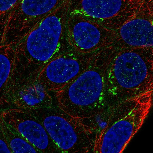 Immunofluorescent staining of human cell line RT4 shows localization to plasma membrane, the Golgi apparatus & cell junctions.
