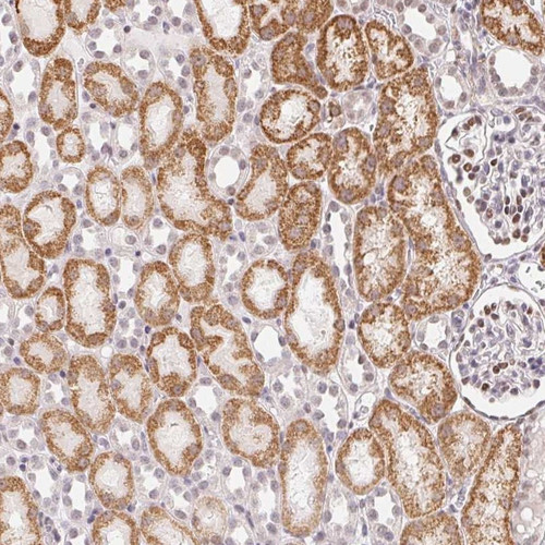 Immunohistochemical staining of human kidney shows strong cytoplasmic positivity in cells in tubules, cells in glomeruli exhibited moderate nuclear staining.